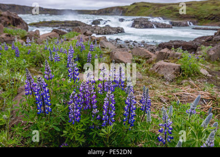Lupino Nootka accanto alla cascata Urridafoss situato nel fiume Thjorsa nel sud-ovest dell'Islanda Foto Stock