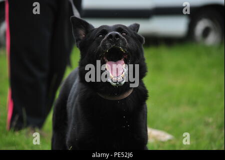 Arrabbiato pastore tedesco cane Foto Stock