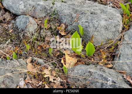 Canada mayflower (Maianthemum canadense) lascia emergere attorno ad un affioramento di roccia, maggiore Sudbury, Ontario, Canada Foto Stock