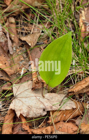 Canada mayflower (Maianthemum canadense) lascia emergere attraverso la figliata di foglia, maggiore Sudbury, Ontario, Canada Foto Stock