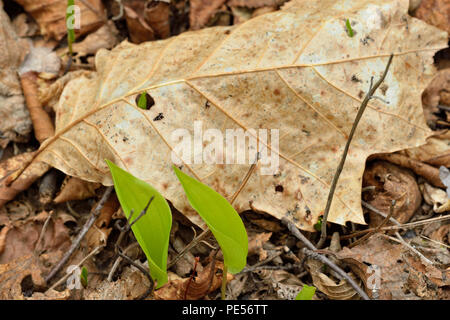 Canada mayflower (Maianthemum canadense) lascia emergere attraverso la figliata di foglia, maggiore Sudbury, Ontario, Canada Foto Stock