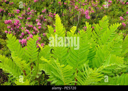 Fioritura, pecore di alloro (Kalmia angustifolia) con interrotta (felce Osmunda claytoniana), maggiore Sudbury, Ontario, Canada Foto Stock