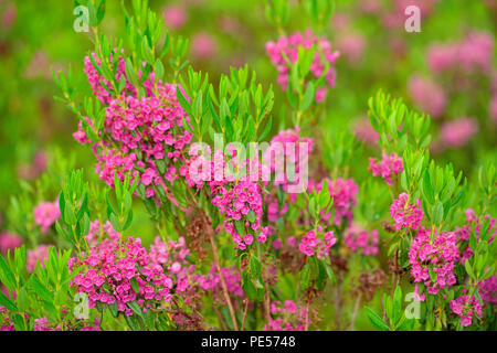 Fioritura, pecore di alloro (Kalmia angustifolia), maggiore Sudbury, Ontario, Canada Foto Stock