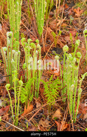 Emergenti di fieno profumato fern (Dennstaedtia punctilobula) e interrotto felci (Osmunda claytoniana), maggiore Sudbury, Ontario, Canada Foto Stock
