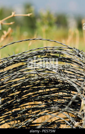 Close up della bobina di filo spinato in campo, utilizzata per i prodotti agricoli di scherma, terreni agricoli. Foto Stock