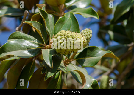 Frutta, cialde di sementi di una Magnolia grandiflora albero di magnolia meridionale o bull bay,Andalusia, Spagna. Foto Stock