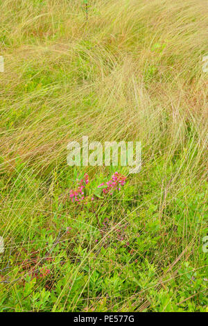 Barbuto shorthusk (Brachyelytrum erectum) colonia di erba con gocce di pioggia e la fioritura, pecore alloro arbusto, maggiore Sudbury, Ontario, Canada Foto Stock