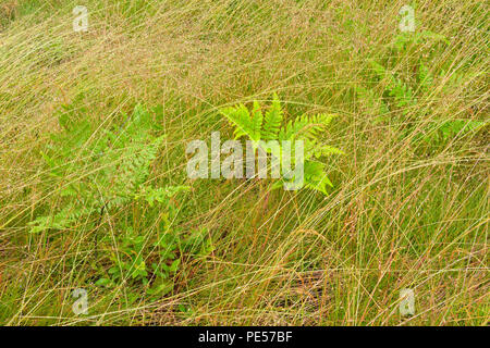 Barbuto shorthusk (Brachyelytrum erectum) colonia di erba con gocce di pioggia e fern frond, maggiore Sudbury, Ontario, Canada Foto Stock
