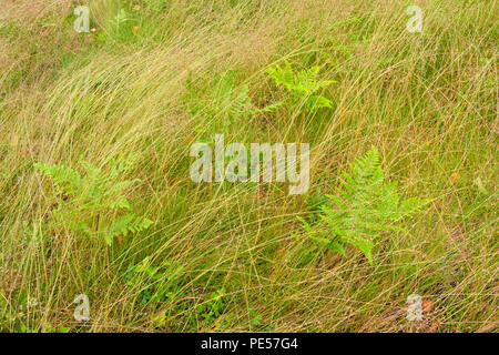 Barbuto shorthusk (Brachyelytrum erectum) colonia di erba con gocce di pioggia e fern frond, maggiore Sudbury, Ontario, Canada Foto Stock