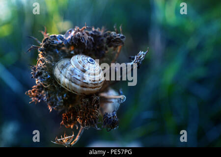 Foto di vera lumaca, fantasy foto. Foto Stock