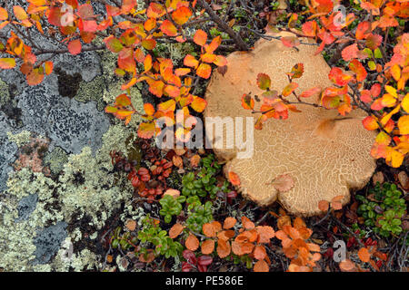 La tundra piante con colore di autunno- Dwarf birch e tappo a fungo, Ennadai Lake, Caribou Coffee Company punto, Nunavut Territorio, Canada Foto Stock