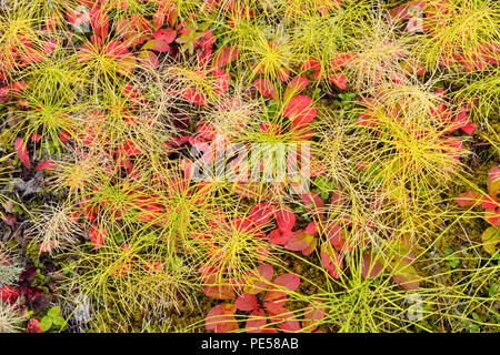 Autunno uva ursina (Arctostaphylos uva ursi) sul suolo della foresta con horsetails, Sambaa Deh cade parco territoriale, Northwest Territories, Canada Foto Stock