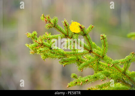 Albero di abete rosso con caduti autunno tremore aspen, Populus tremuloides, caduti foglia, Sambaa Deh cade parco territoriale, Northwest Territories, Canada Foto Stock