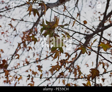 Colore di autunno foglie di acero sui rami con sfondo cielo Foto Stock