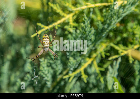 Un ragno di grandi dimensioni con strisce gialle su una ragnatela nel giardino. Giardino Spider-spider lat. Araneus tipo araneomorph ragni della famiglia di Orb-web spid Foto Stock