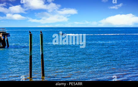 Una barca da pesca velocizzando il passato gabbiani su un post Foto Stock