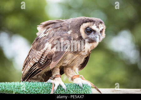 Legno marrone owl / Gufo asiatici si siede sul ramo a piena lunghezza Foto Stock
