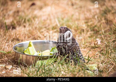 Marmoset comuni sedette al momento del pasto guardando verso l'alto Foto Stock