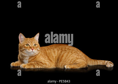 Lo zenzero pigro Gatto sdraiato sul mirror isolato su sfondo nero e guardando in alto, vista laterale Foto Stock