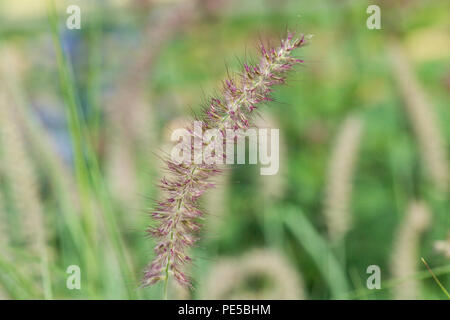 Fontana orientali erba 'Karley Rose' (Pennisetum orientale 'Karley Rose') Foto Stock