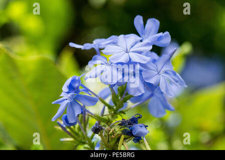 A Cape leadwort (Plumbago auriculata) Foto Stock