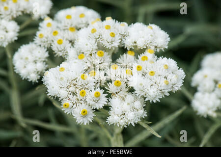 Il piccolo fiore bianco capi di un triplo-nerved perlacea (eterna Anaphalis triplinervis) Foto Stock