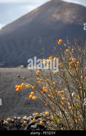 Mandarine albero con frutti maturi con un vulcano nel retro. Foto Stock