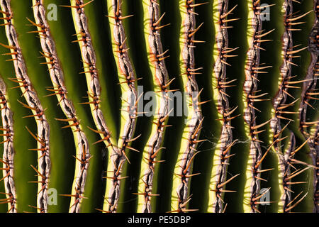 Dettaglio del Golden Barrel Cactus. Foto Stock