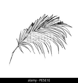 Isolato abbozzato cocco o regina Palm tree foglie. La spiaggia e la foresta pluviale, deserto coco flora. Foglie di felce subtropicale. Palmae verde o jungle arecaceae. La botanica, ambiente tema Illustrazione Vettoriale