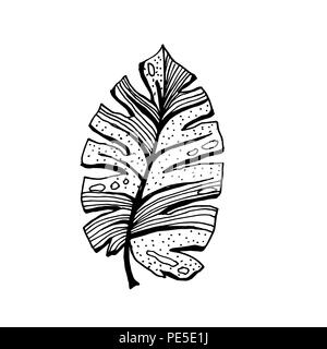 Isolato abbozzato cocco o regina Palm tree foglie. La spiaggia e la foresta pluviale, deserto coco flora. Foglie di felce subtropicale. Palmae verde o jungle arecaceae. La botanica, ambiente tema Illustrazione Vettoriale