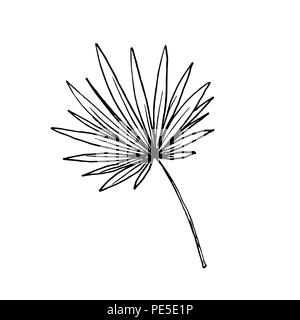 Isolato abbozzato cocco o regina Palm tree foglie. La spiaggia e la foresta pluviale, deserto coco flora. Foglie di felce subtropicale. Palmae verde o jungle arecaceae. La botanica, ambiente tema Illustrazione Vettoriale