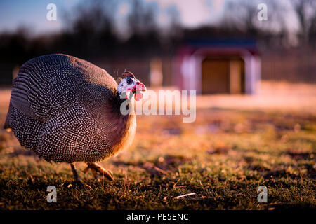 La Guinea galline feed su spuntini al tramonto sull'azienda. Foto Stock