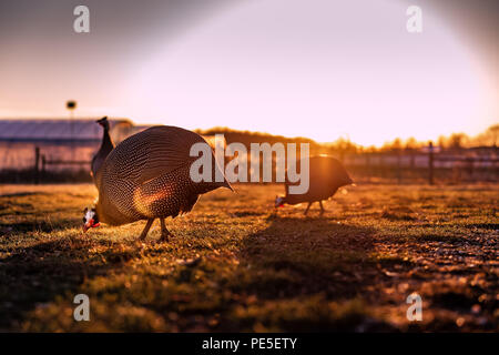 Disco indietro luce sulla fattoria galline al tramonto. Foto Stock