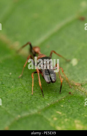 Maschio di ant-mimando jumping spider (Myrmarachne sp.) Myrmarachne è un genere di ragni di salto che imitare una formica agitando le loro gambe anteriori Foto Stock