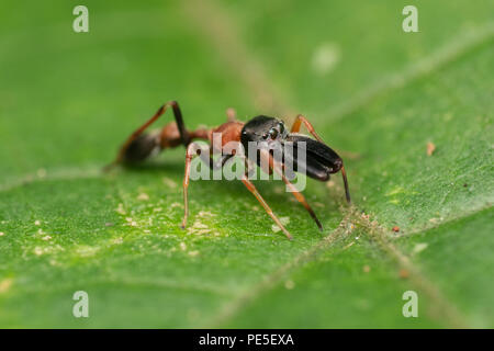 Maschio di ant-mimando jumping spider (Myrmarachne sp.) Myrmarachne è un genere di ragni di salto che imitare una formica agitando le loro gambe anteriori Foto Stock