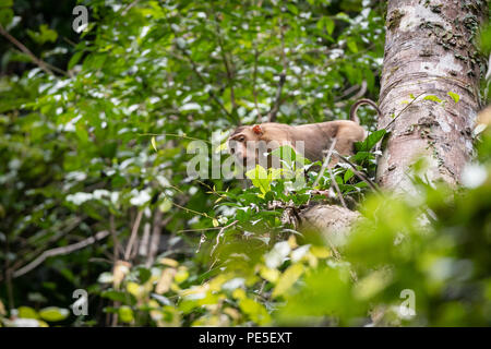 Il maiale meridionale-coda Macaque (Macaca nemestrina), noto anche come la spiralina Sundaland macaco e Sunda pig-coda Macaque. Foto Stock