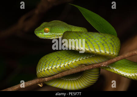 Trimeresurus albolabris, il bianco-pit a labbro viper, è un infame rattlesnakes specie endemica al sud-est asiatico. Foto Stock