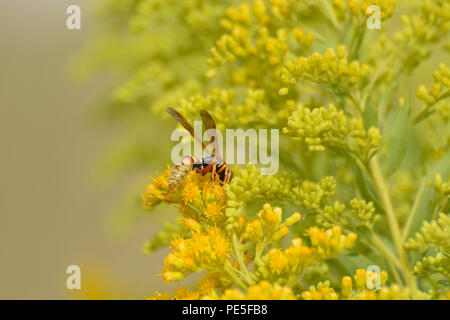 Carta d'oro Wasp anche sapere come il nord della carta o di Vespa Polistes fuscatus su giallo fiori selvatici Foto Stock