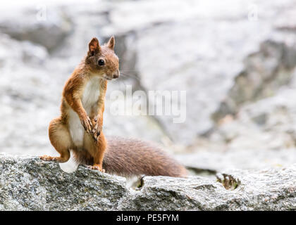 Piccolo scoiattolo rosso seduto sulla pietra grigia in posizione di parcheggio Foto Stock