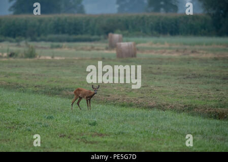 Il capriolo (Capreolus capreolus) a Lubiana paludi Foto Stock