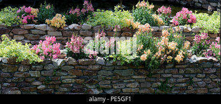 Bocche di leone e altri fiori e arbusti in giardino terrazzato su 2 livelli. Foto Stock