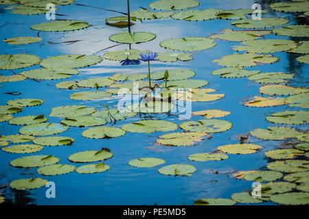 Pettine-crested jacana Irediparra gallinacea, noto anche come lotusbird o lilytrotter Foto Stock