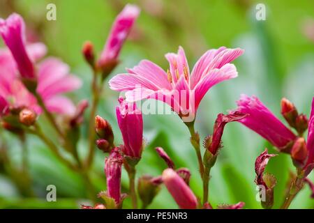 Lewisia longipetala 'po' di prugne Foto Stock