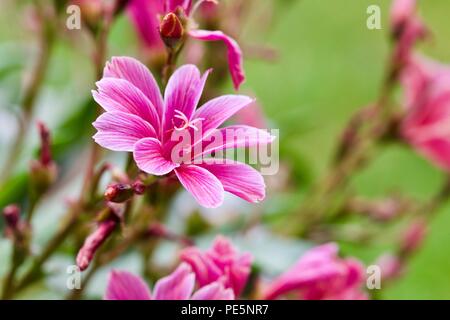 Lewisia longipetala 'po' di prugne Foto Stock