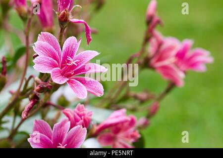 Lewisia longipetala 'po' di prugne Foto Stock