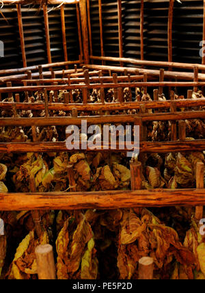 Cubano capanna di asciugatura per le foglie di tabacco in Vinales nei pressi della città di Pinar del Rio Foto Stock