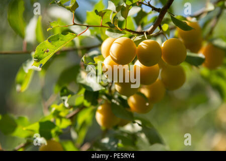 Un gruppo di giallo mirabelle prugne su un ramoscello di un albero di prugna in Orchard Foto Stock