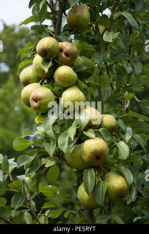 Cluster di ripe verde chiaro le pere su pear tree in un frutteto Foto Stock
