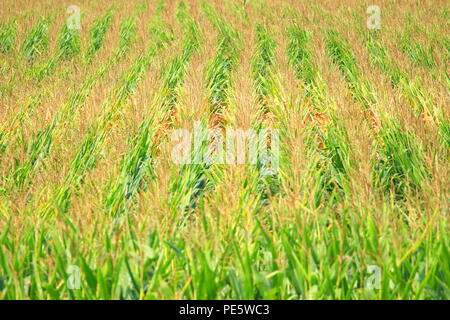 Campo di cereale Foto Stock