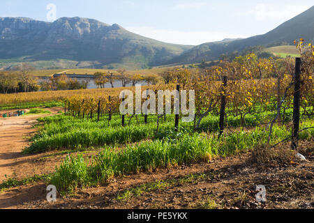 Panorama sui vigneti e sulle montagne durante l inverno al Groot Constantia wine estate in Città del Capo Sud Africa Foto Stock